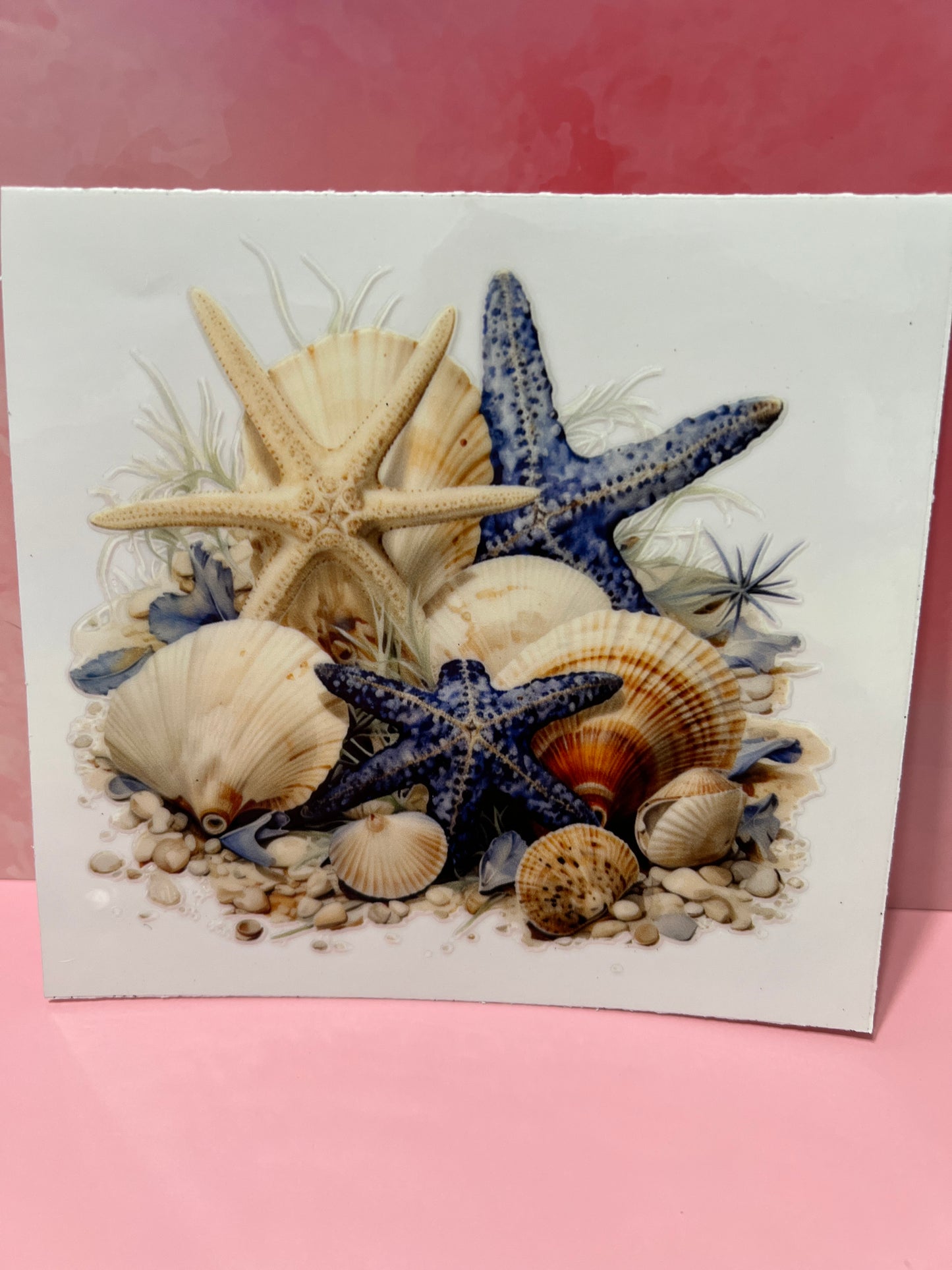 #481 sea shells beach