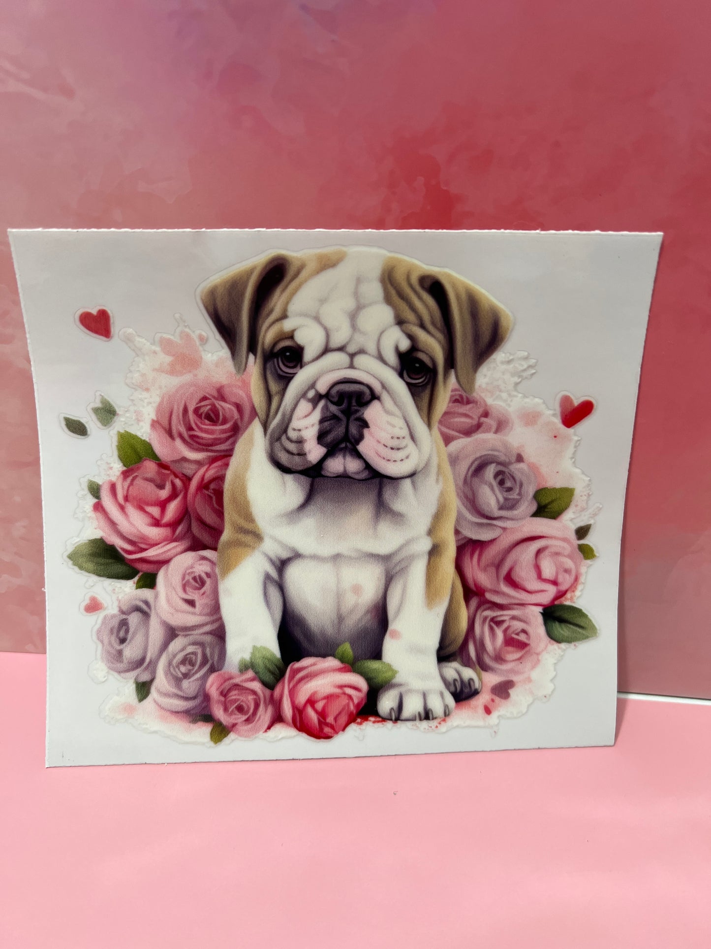 #389 bull dog
