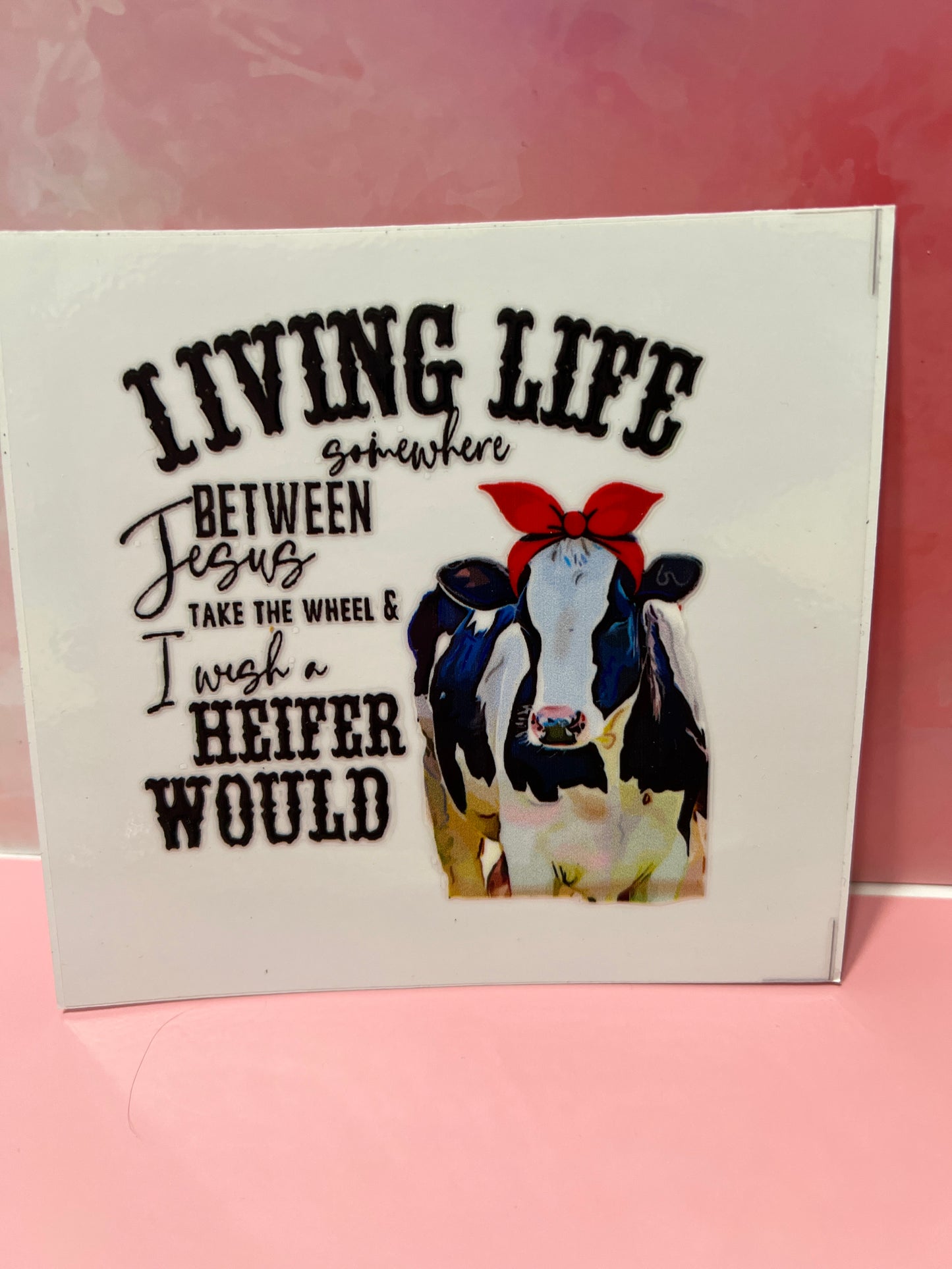 #307 Cow living life somewhere between