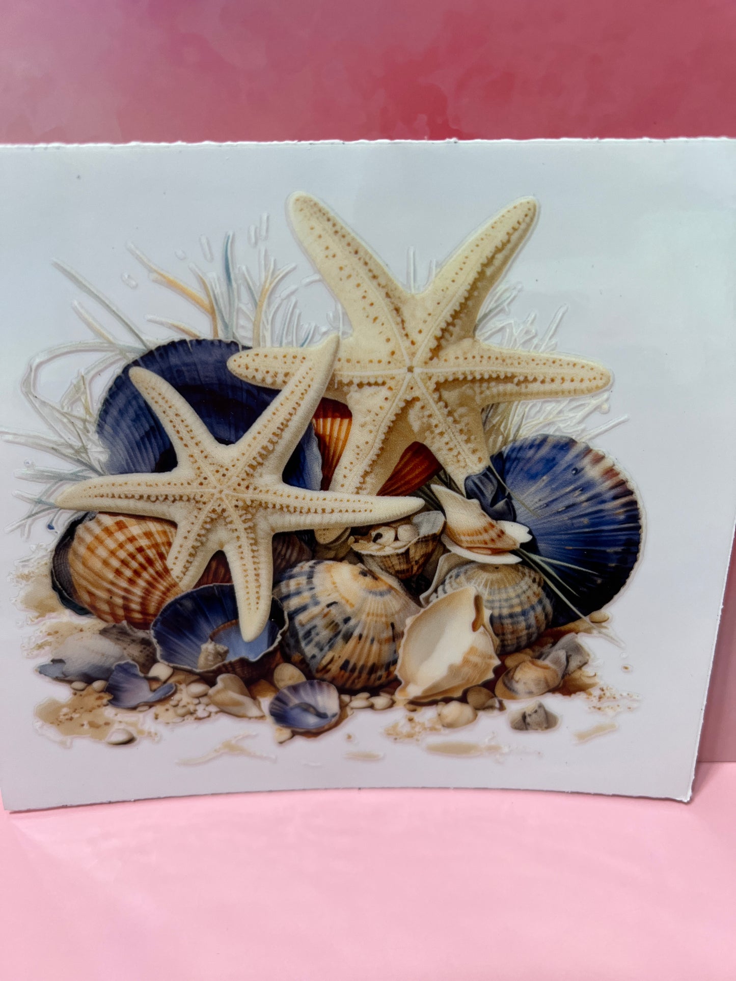 #480 sea shells beach