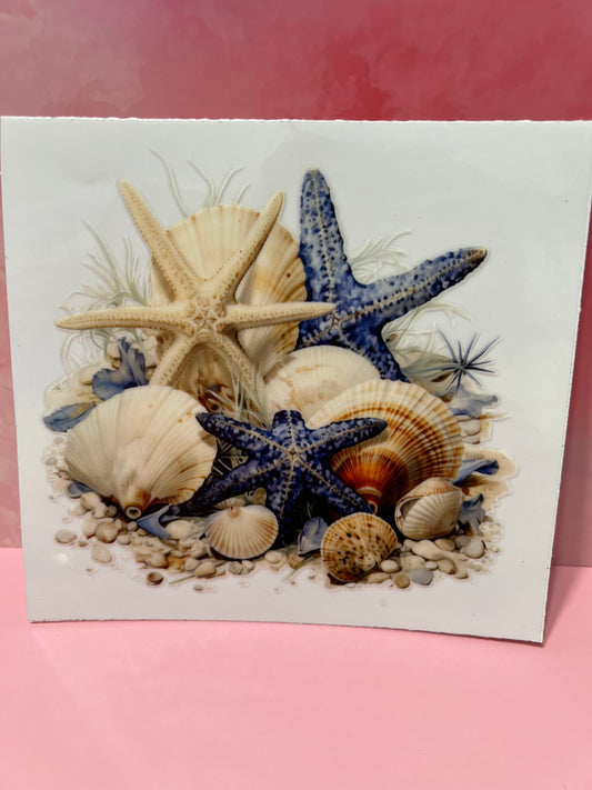 #481 sea shells beach
