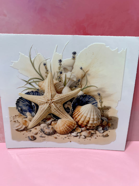 #479 sea shells beach