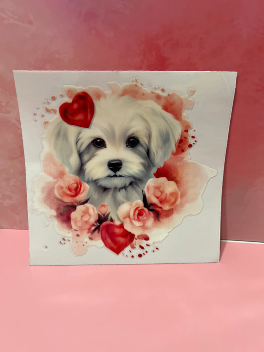 #390 Maltese dog