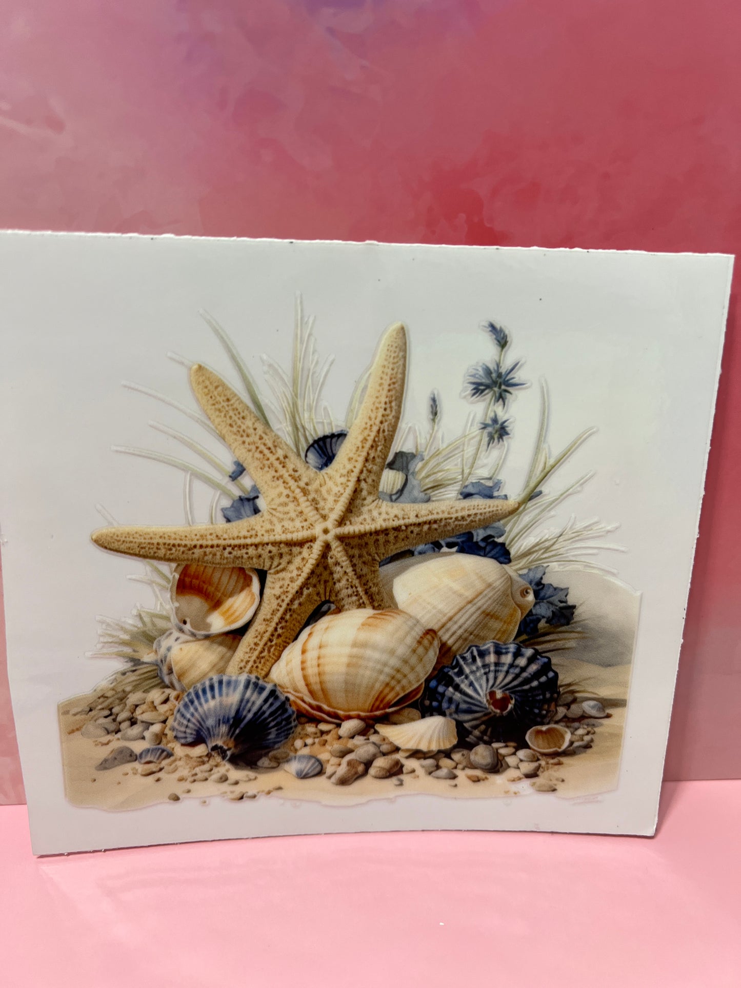 #485 beach sea shells
