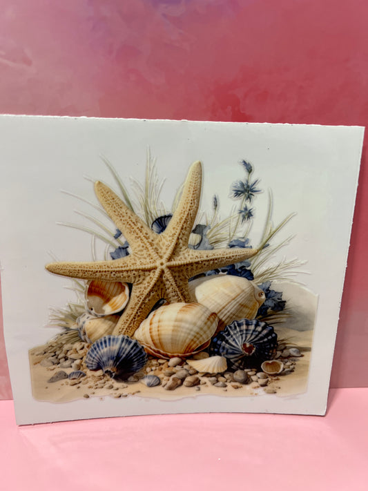 #485 beach sea shells