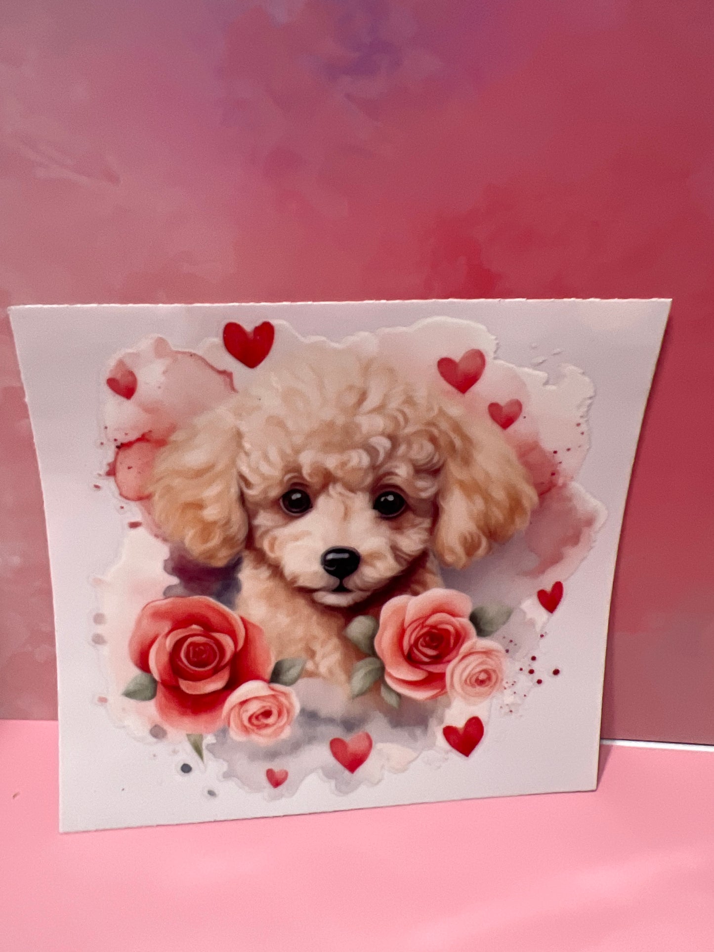 #387 poodle dog